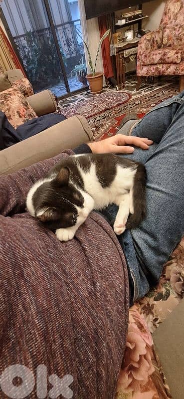 Scar for adoption, free 2