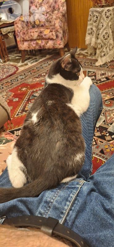 Scar for adoption, free 3