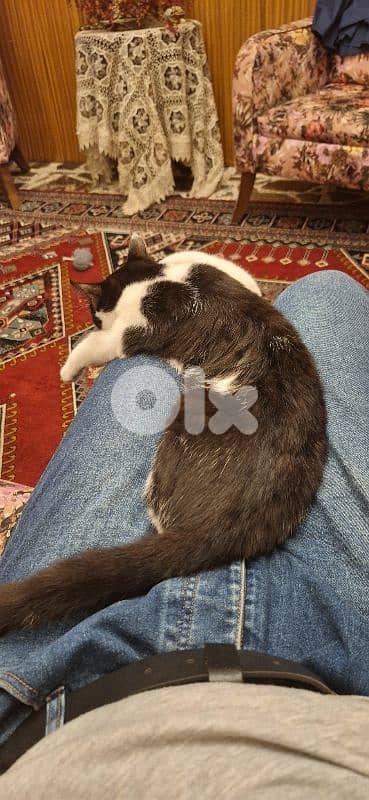 Scar for adoption, free 4