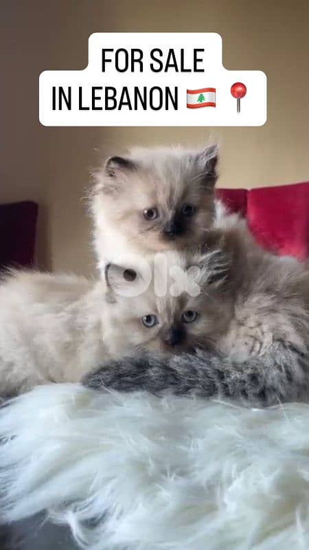 صور مفرق معركه 11