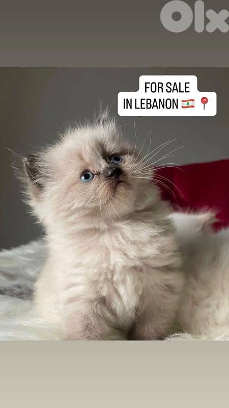 صور مفرق معركه 12