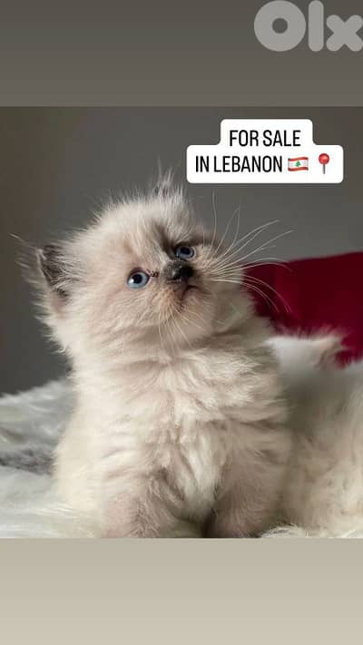 قطط للبيع في لبنان