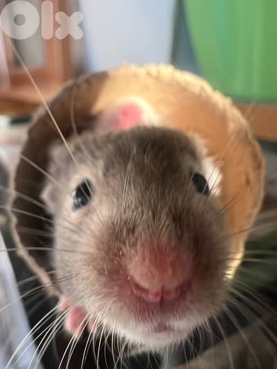 Home Syrian Hamster For Sale