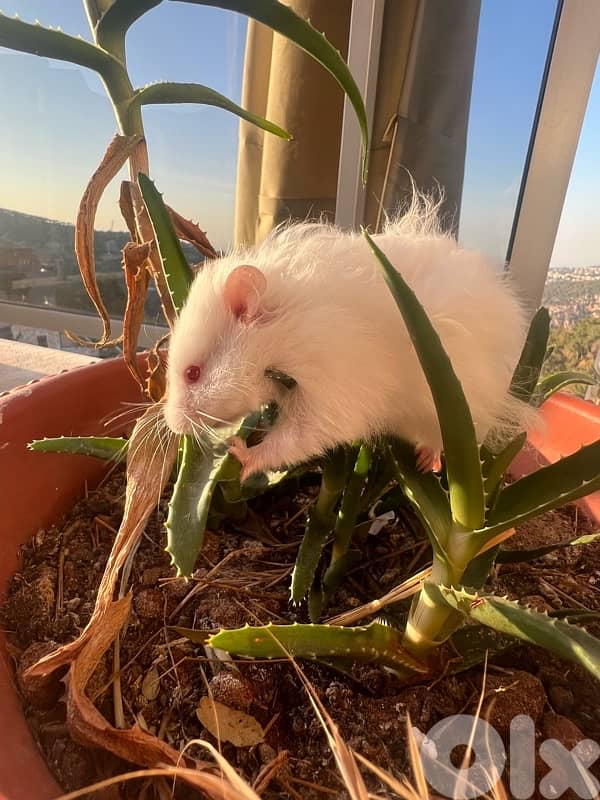 Home Syrian Hamster For Sale 1