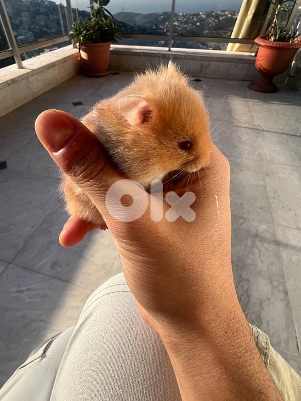 Home Syrian Hamster For Sale 2