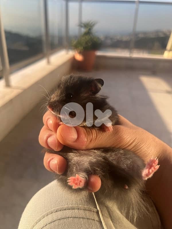 Home Syrian Hamster For Sale 3