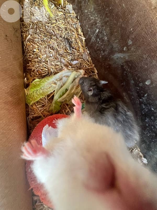 Home Syrian Hamster For Sale 4