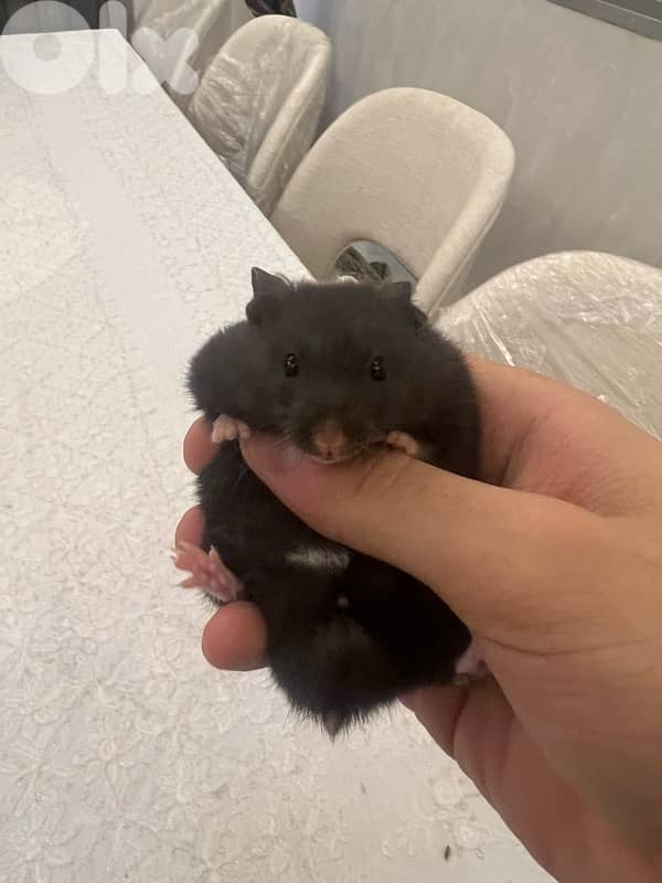 Home Syrian Hamster For Sale 5