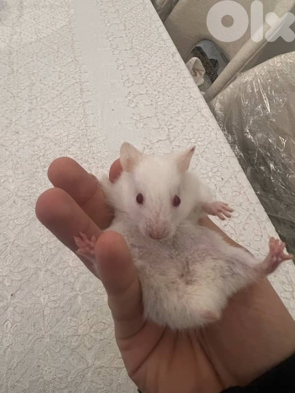 Home Syrian Hamster For Sale 6