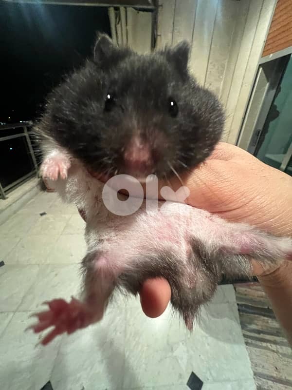 Home Syrian Hamster For Sale 7