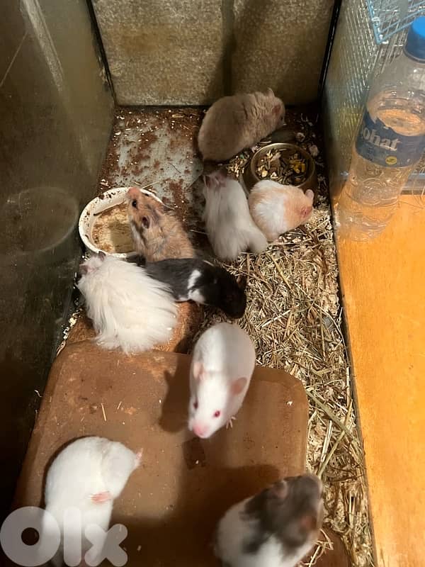 Home Syrian Hamster For Sale 8