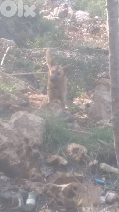 عكار عين الذهب