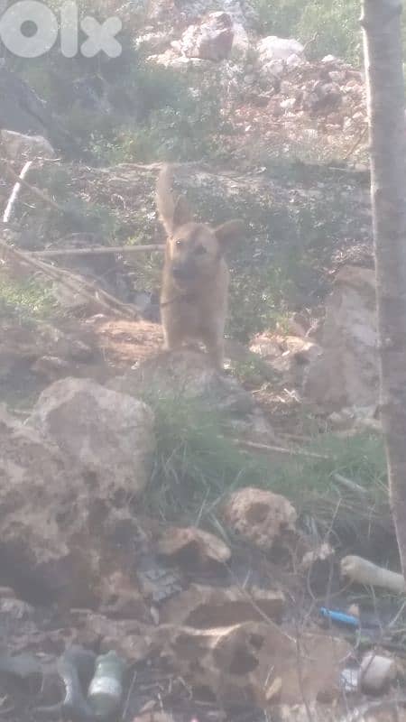 عكار عين الذهب 0