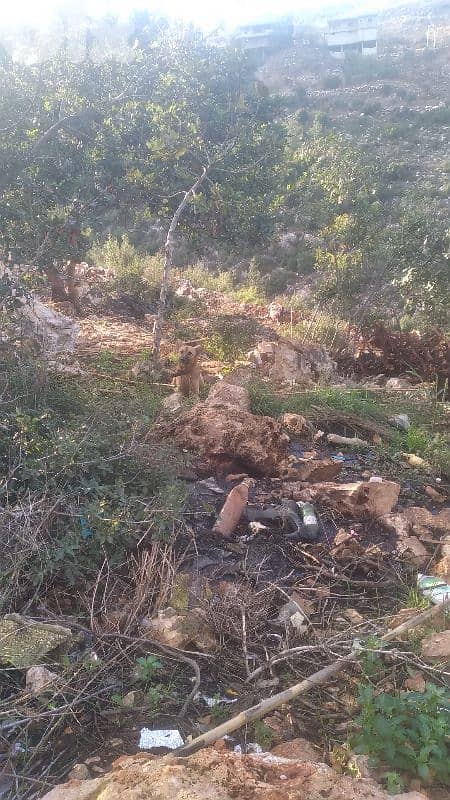 عكار عين الذهب 1