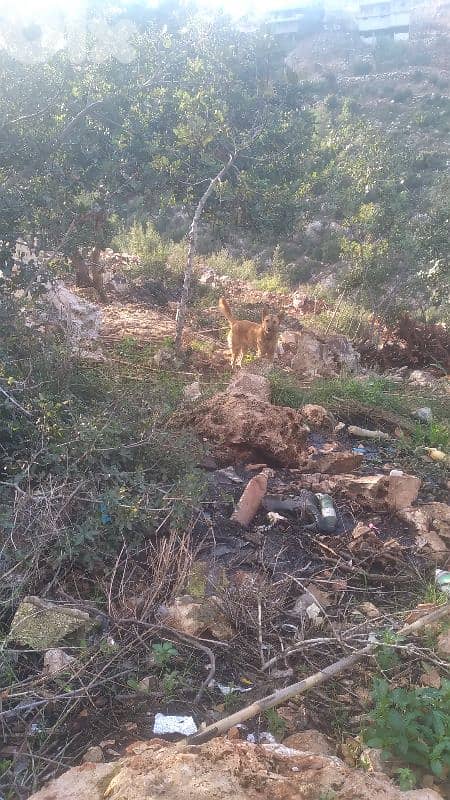 عكار عين الذهب 2