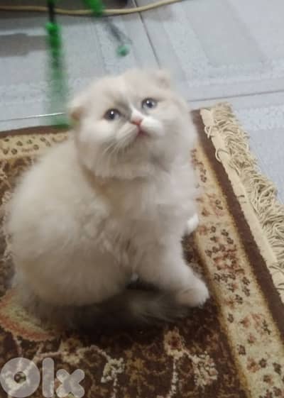 بسينه للبيع