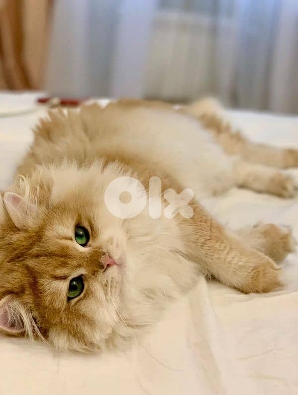 صيدا صالحية 0