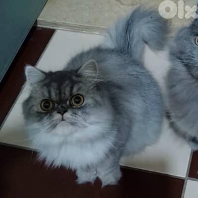 persian kitty