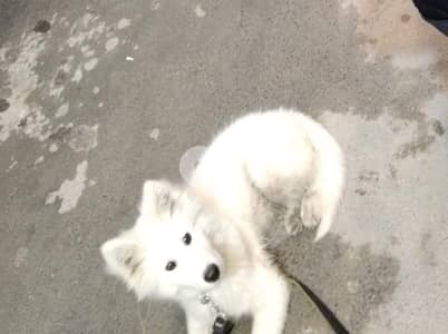 Samoyed puppy