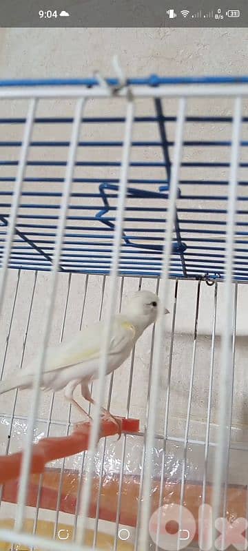 بندوق كوبرا عم يحكي قوي كتير طير تربية بيت صحة دهب 0