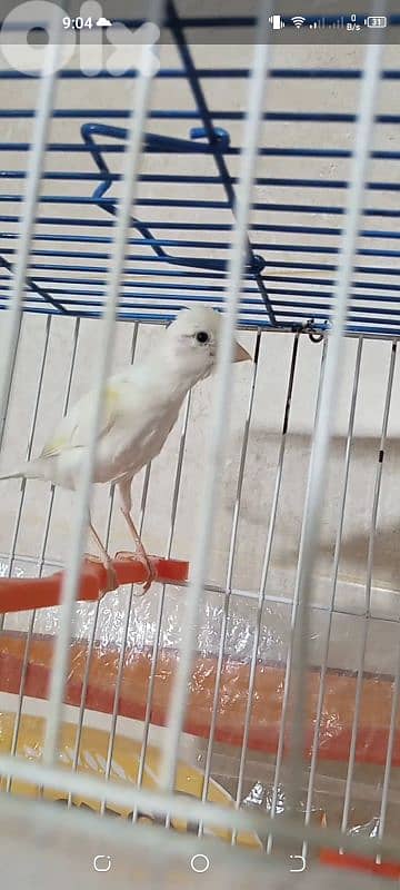 بندوق كوبرا عم يحكي قوي كتير طير تربية بيت صحة دهب 1