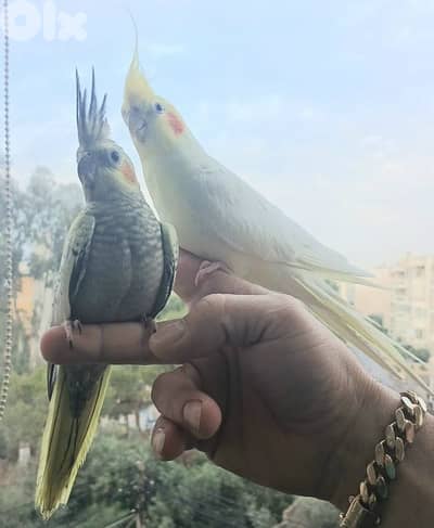 ذكر  كروان  تزقيم إيد سوبررررر ترويض شي خيال نغمات عديدة