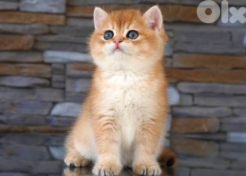 jack russell  pure breed + golden chinchilla kitten+ brittish tabby 2