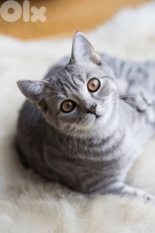 jack russell  pure breed + golden chinchilla kitten+ brittish tabby 3