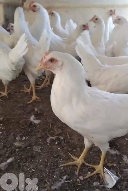 بعلبك دورس 0