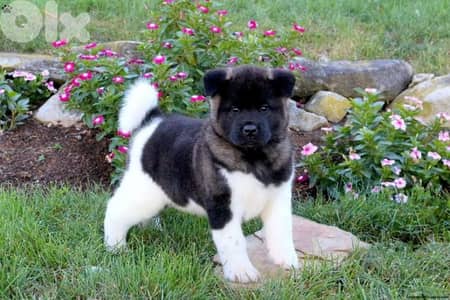 American Akita – Exceptional Quality Puppy Available/delivery dog كلاب