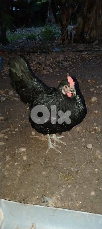 دجاج بلدي 0
