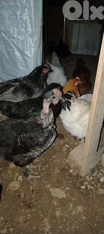 دجاج بلدي 1