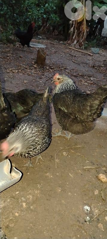 دجاج بلدي 2