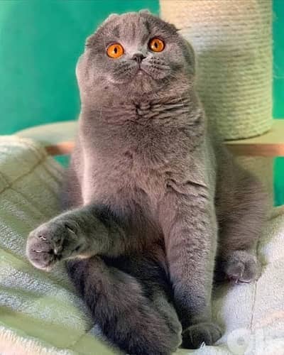 scottish female for sale 70485808