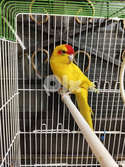 ببغاء كاكاريكي عمر حوالي سنة ونصف