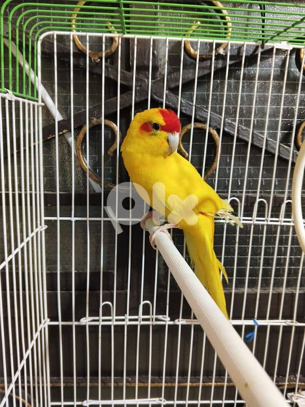 ببغاء كاكاريكي عمر حوالي سنة ونصف 0