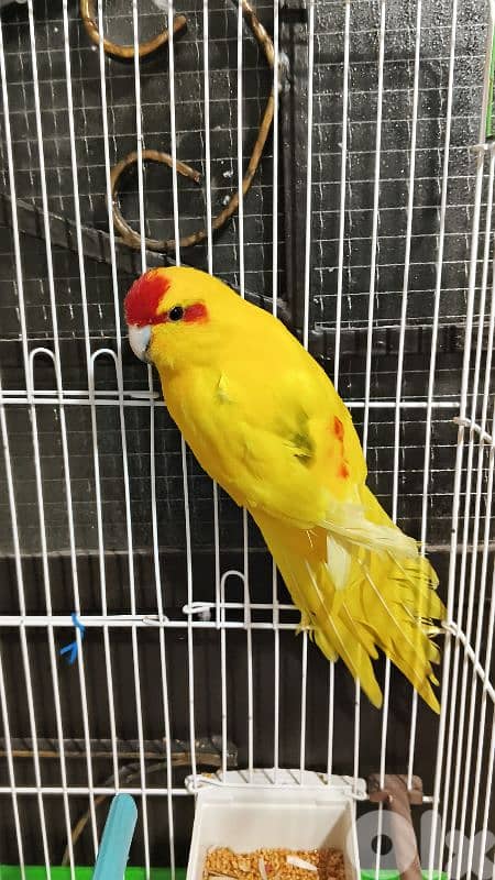 ببغاء كاكاريكي عمر حوالي سنة ونصف 1