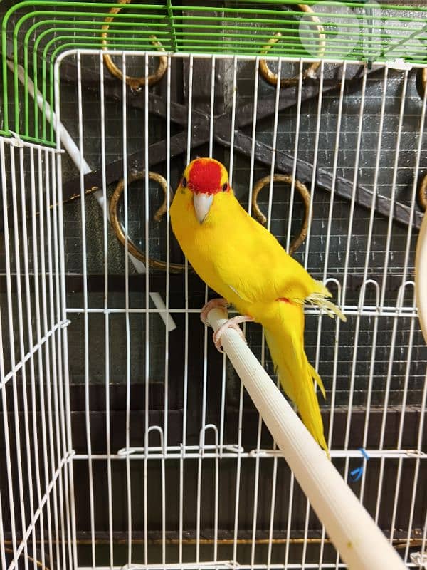 ببغاء كاكاريكي عمر حوالي سنة ونصف 2