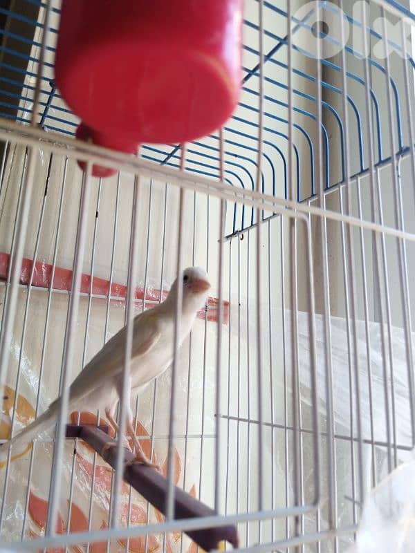 بندوق كوبرا عم يحكي قوي كتير طير تربية بيت صحة دهب 2