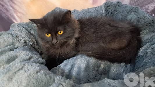 Elegant Black British long hair Kitten – 3 Months Old – Female