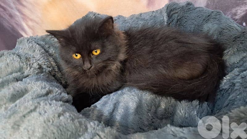 Elegant Black British long hair Kitten – 3 Months Old – Female 0