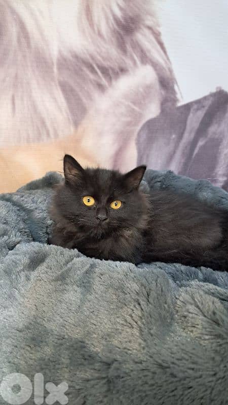 Elegant Black British long hair Kitten – 3 Months Old – Female 1