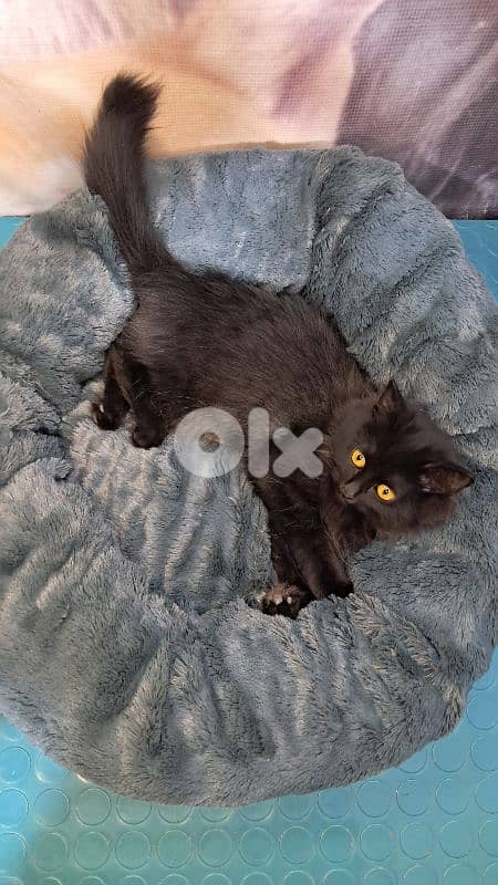 Elegant Black British long hair Kitten – 3 Months Old – Female 2