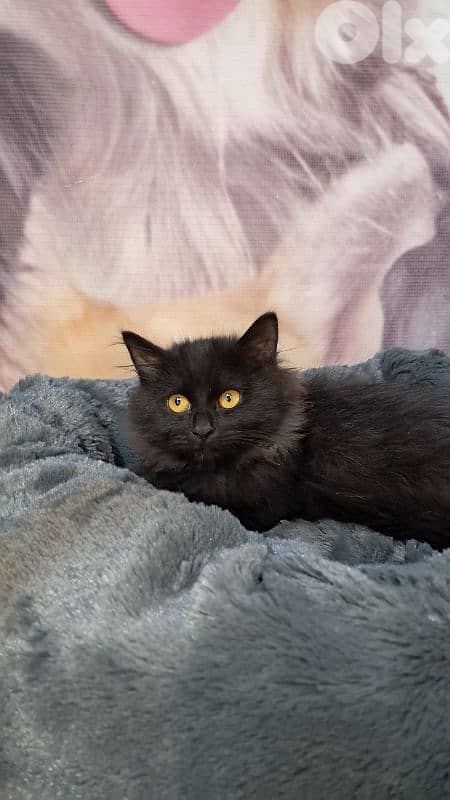 Elegant Black British long hair Kitten – 3 Months Old – Female 3
