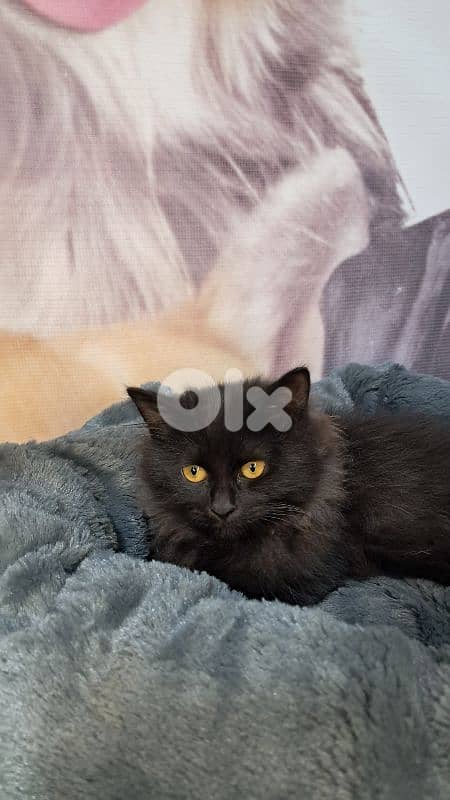 Elegant Black British long hair Kitten – 3 Months Old – Female 4
