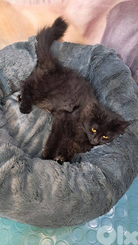 Elegant Black British long hair Kitten – 3 Months Old – Female 5