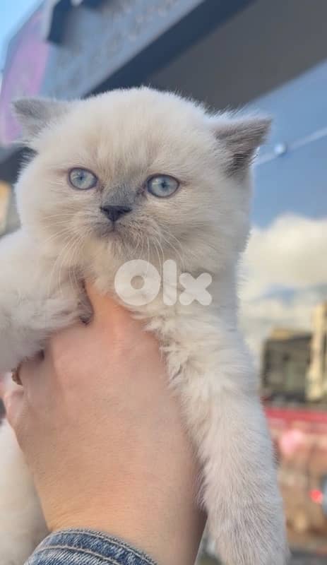 British Scottish blue point available 0