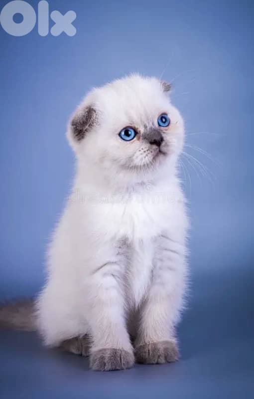 Scottish fold blue point boy 0