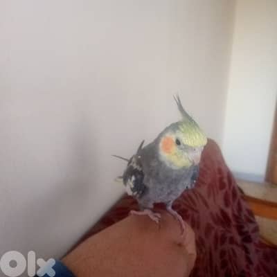 البقاع علي النهري