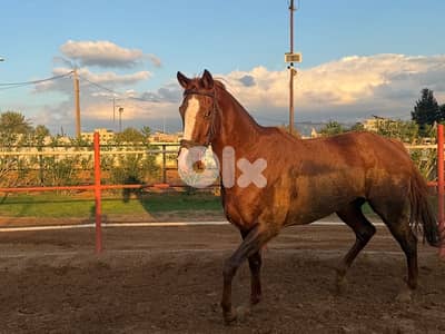‏Thoroughbred mare for sale $7000فرس إنكليزية للبيع